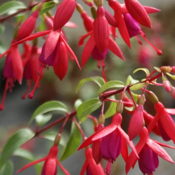 Fuchsia Bernisser Hardy