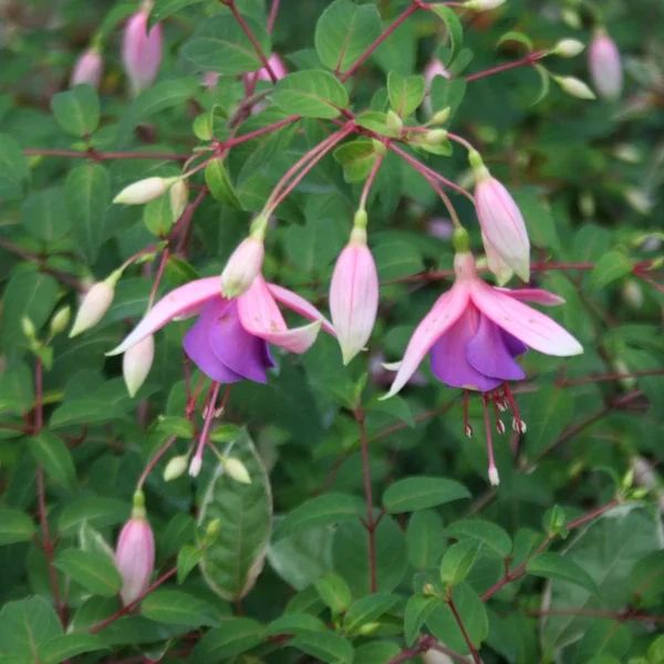 Fuchsia Border Queen