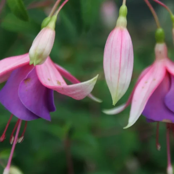 Fuchsia Border Queen