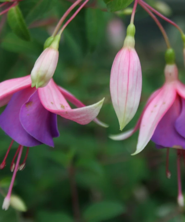 Fuchsia Border Queen