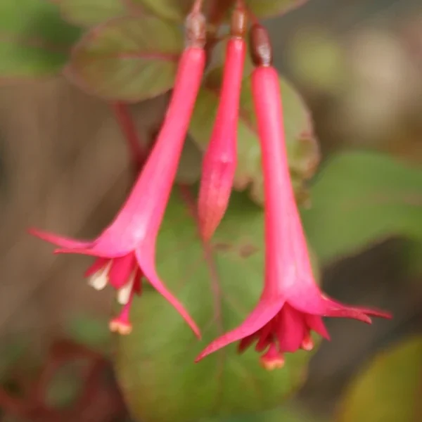 Fuchsia Catharina