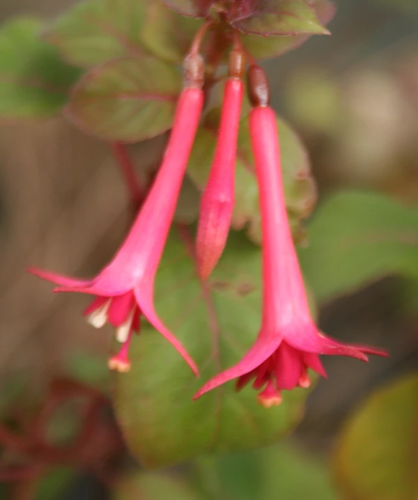 Fuchsia Catharina