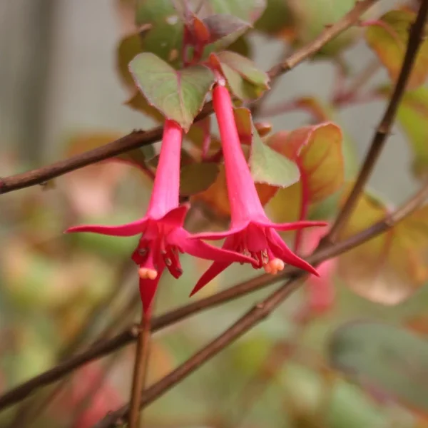 Fuchsia Catharina