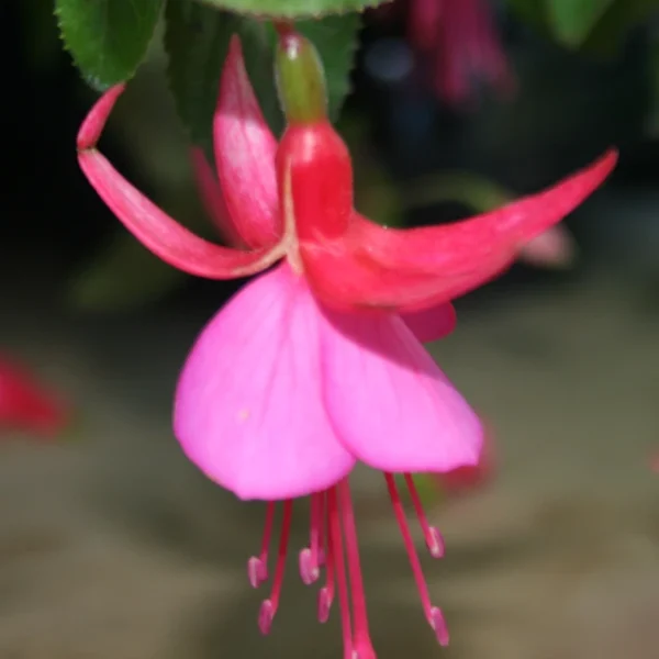 Fuchsia Display