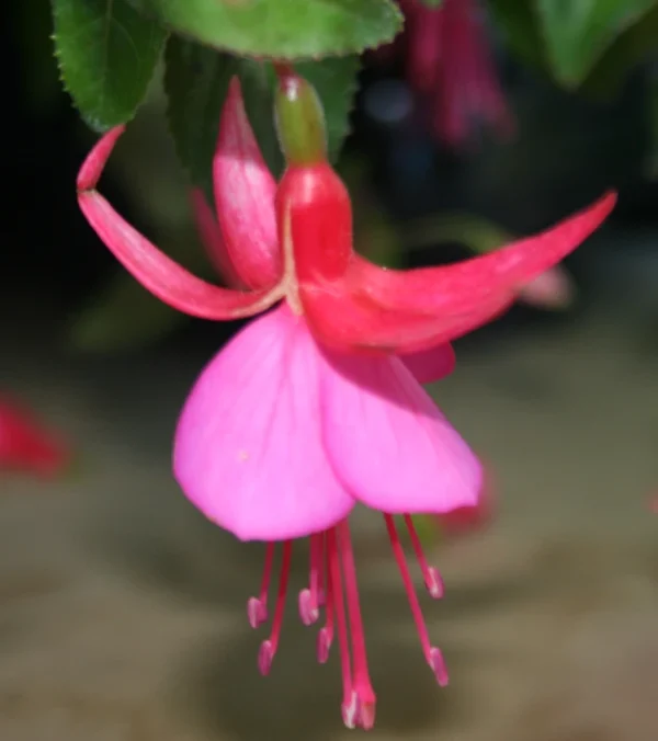 Fuchsia-Display-2