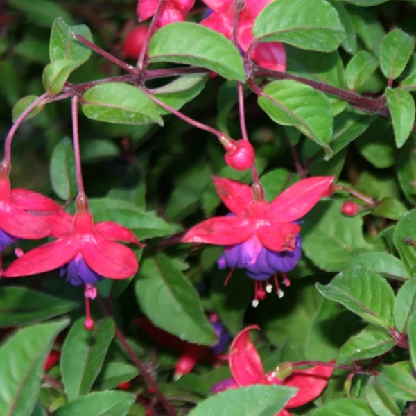 Fuchsia Dollar Princess