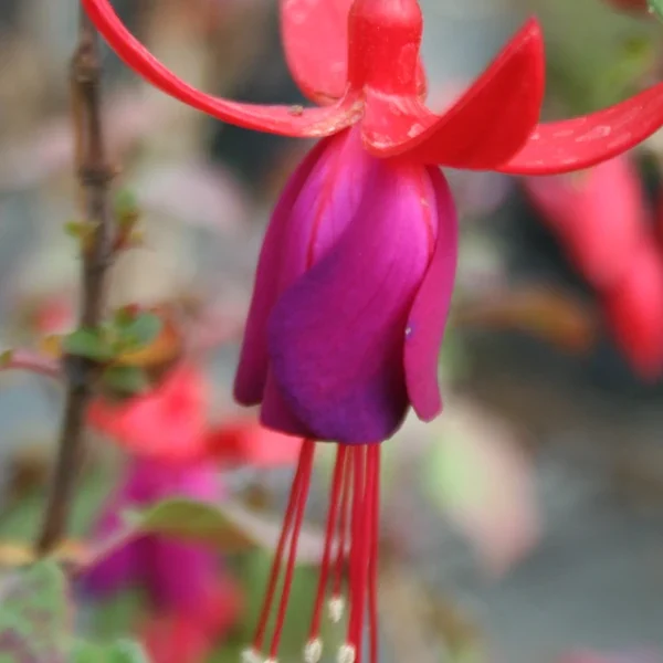 Fuchsia Eden Rock