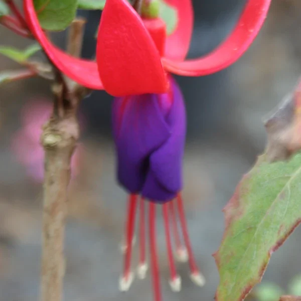 Fuchsia Eden Rock