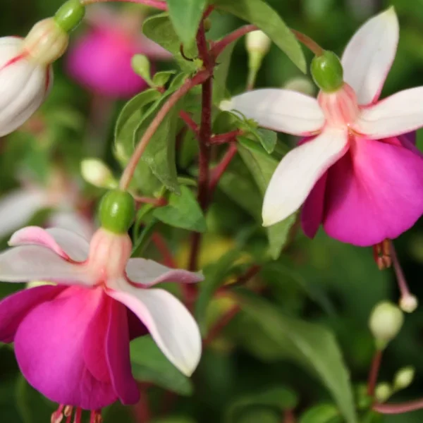 Fuchsia  Fleur de picardie