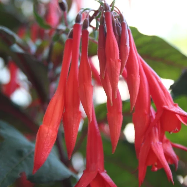 Fuchsia Gartenmeister Bonstedt