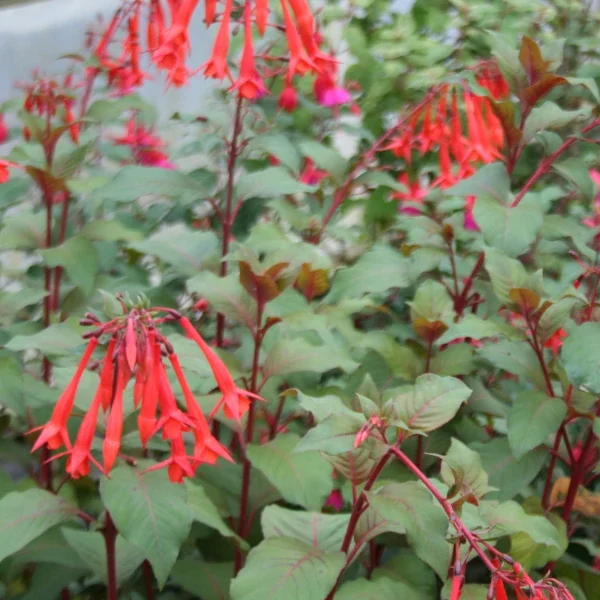 Fuchsia Gartenmeister Bonstedt