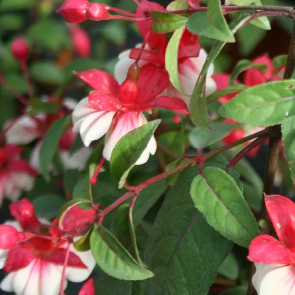 Fuchsia General Monk red white