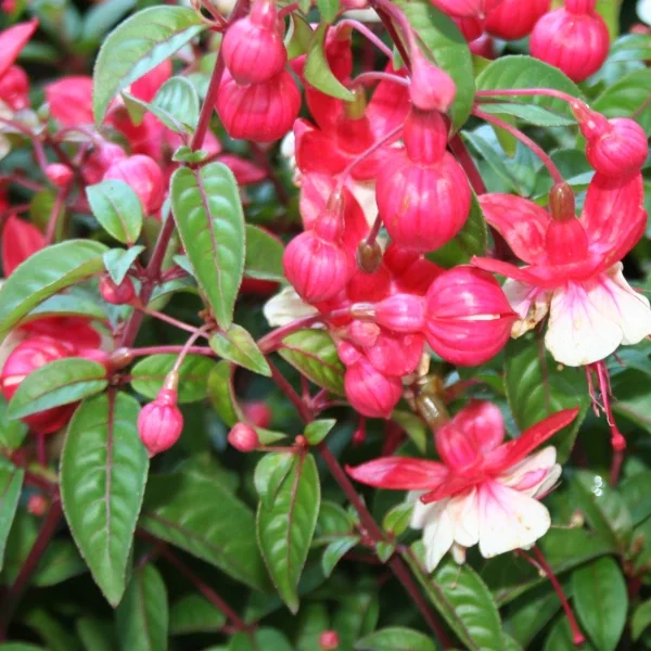 Fuchsia General Monk red white