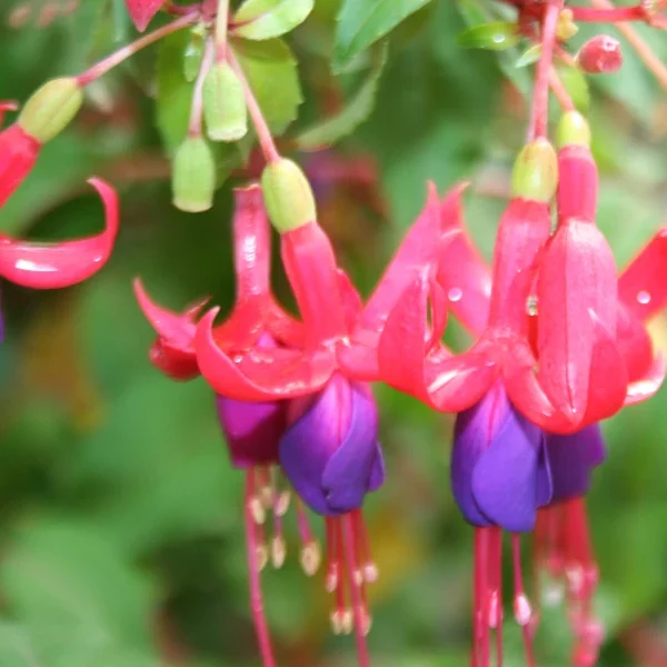 Fuchsia Genii