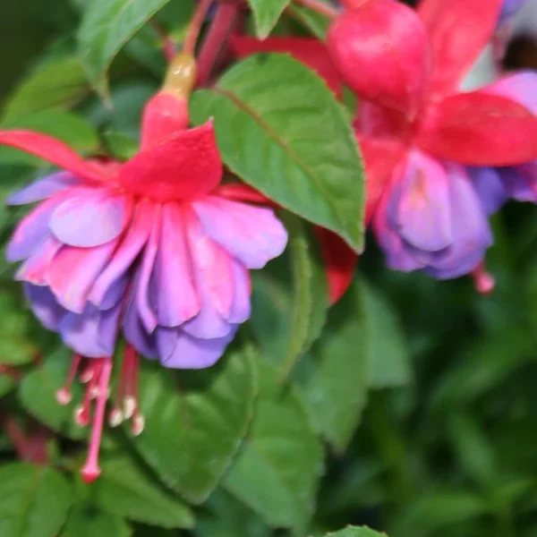 Fuchsia Gillian Althea