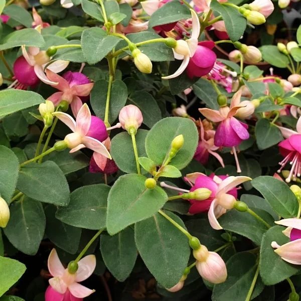 Fuchsia Kromenie