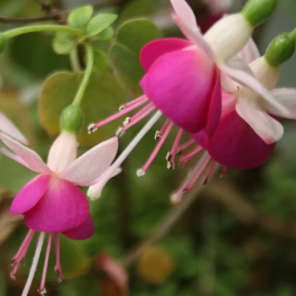 Fuchsia Kromenie