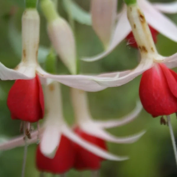 Fuchsia Lyes Unique