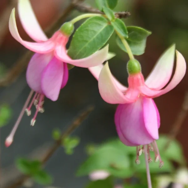 Fuchsia Maria Landy