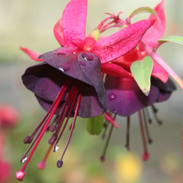 Fuchsia Maxima