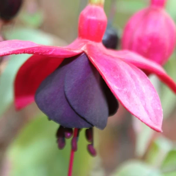 Fuchsia Maxima