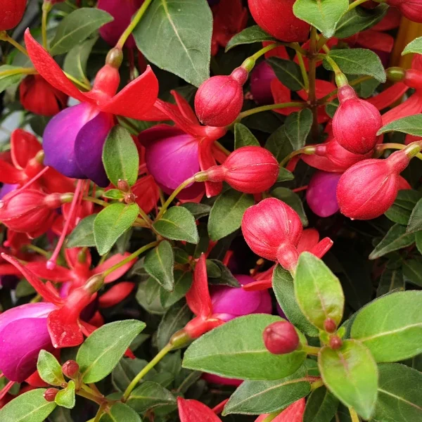 Fuchsia Nantes jolly