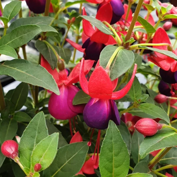 Fuchsia Nantes jolly