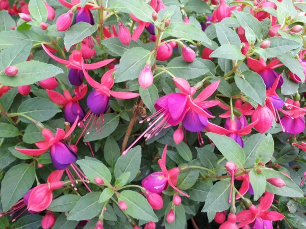 Fuchsia Nantes jolly