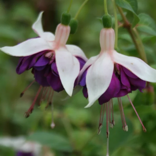 Fuchsia Pinto de Blue