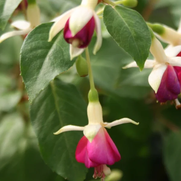 Fuchsia Postiljon