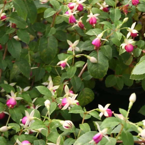 Fuchsia Postiljon