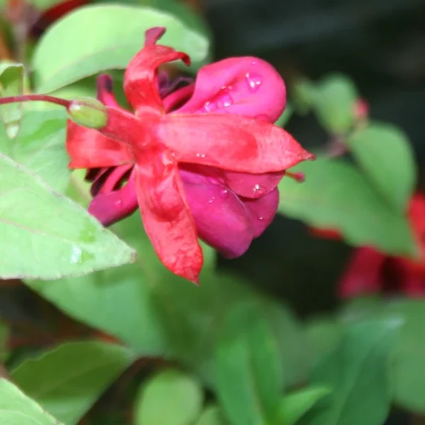 Fuchsia Royal Velvet