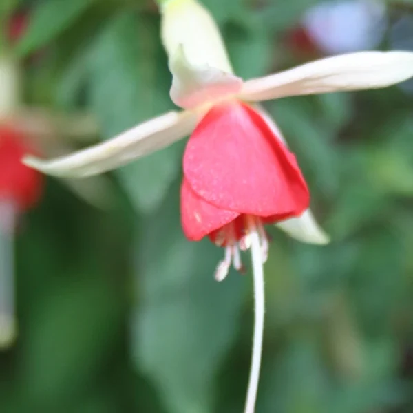 Fuchsia Silvia Barker