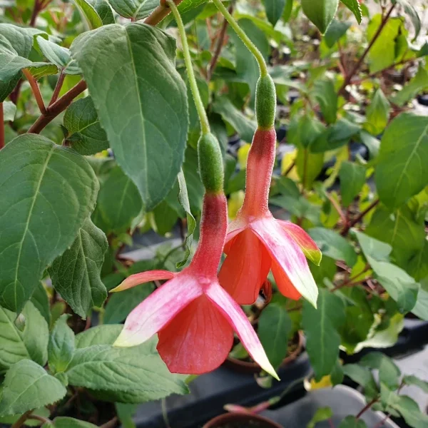 Fuchsia Tangerine