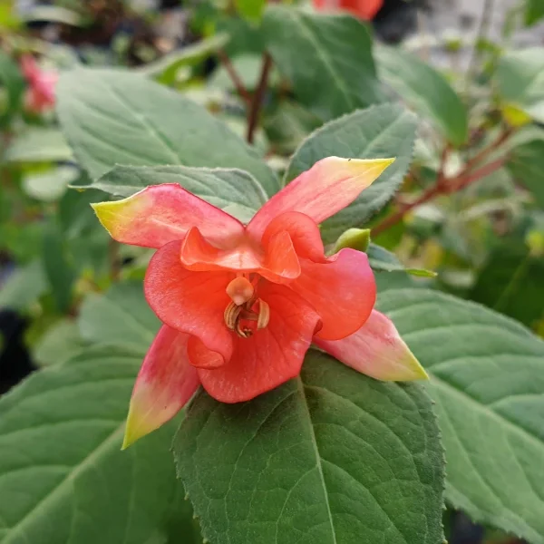 Fuchsia Tangerine