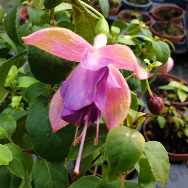 Fuchsia Tuonela