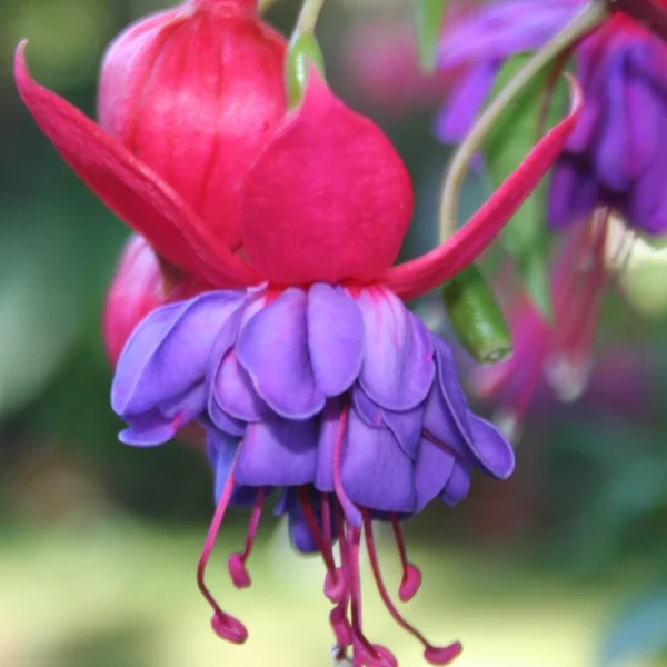 Fuchsia Winston Churchil