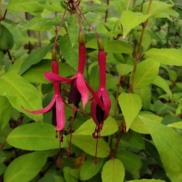 Fuchsia Zulu Queen