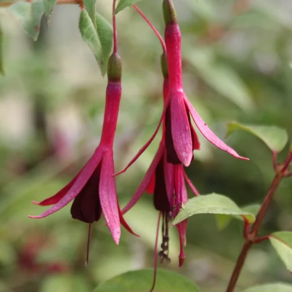 Fuchsia Zulu Queen