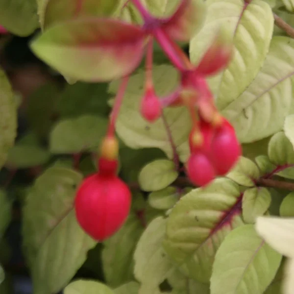 Fuchsia Aurea