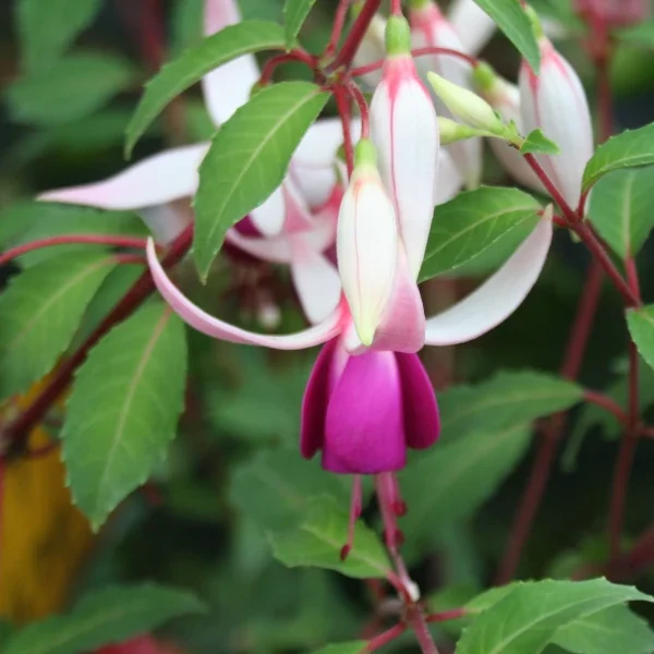 Fuchsia Angie