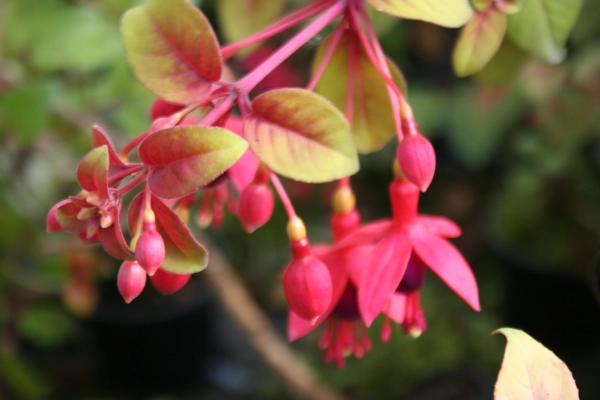 Fuchsia  aurea