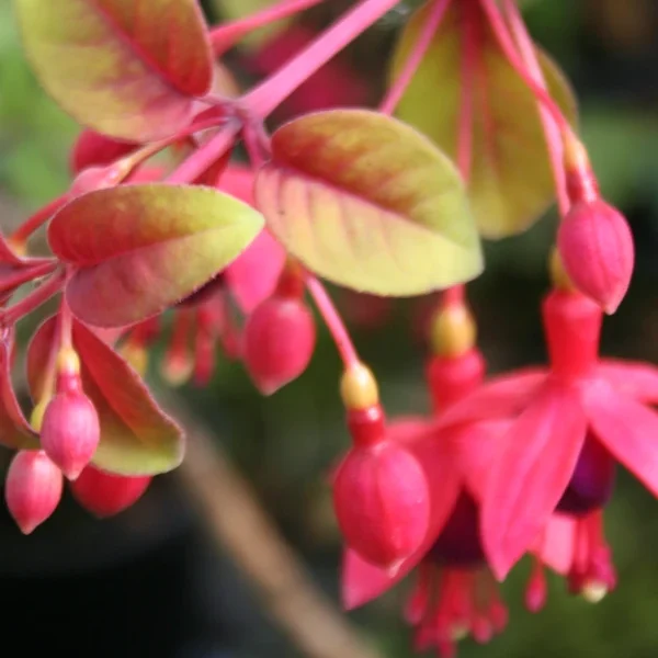 Fuchsia Aurea