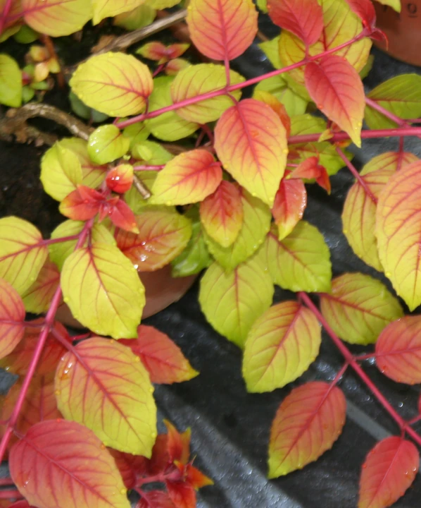 Fuchsia Autumnale