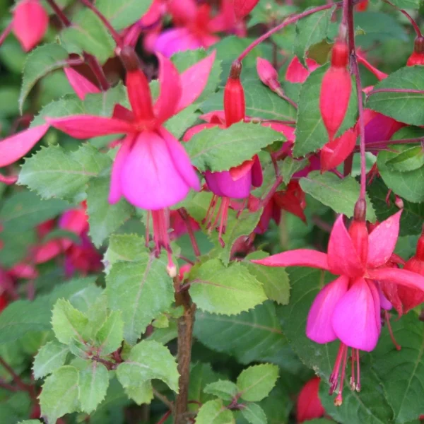 Fuchsia Beacon Rot Blau