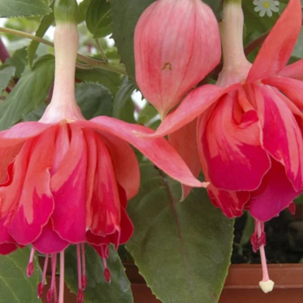 Fuchsia Bicentenial