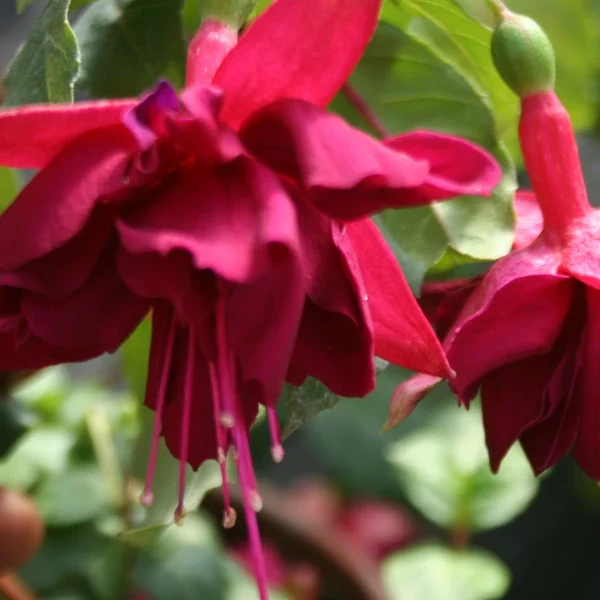 Fuchsia Coq au vin