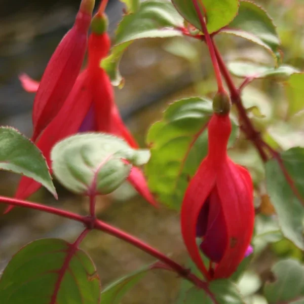 Fuchsia Coq au vin