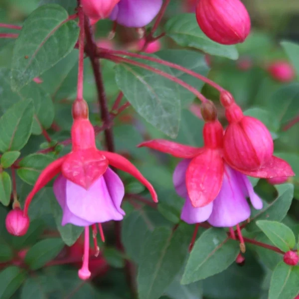 Fuchsia Danina