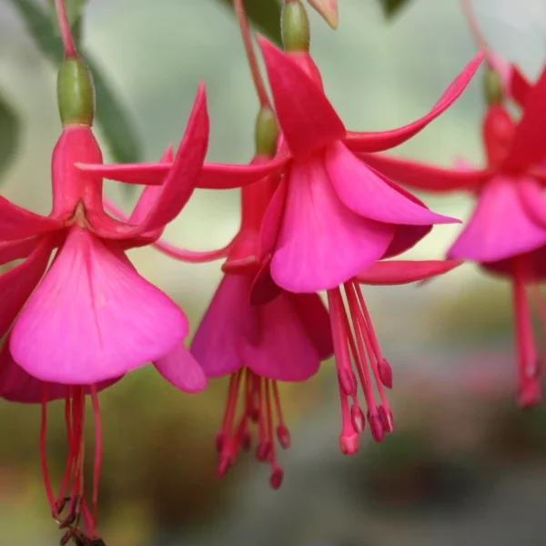 Fuchsia Display